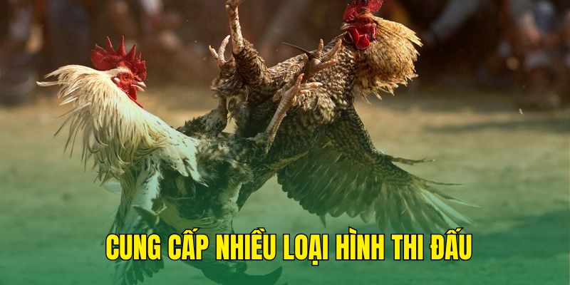 Cung cấp nhiều trận đấu với đa loại hình