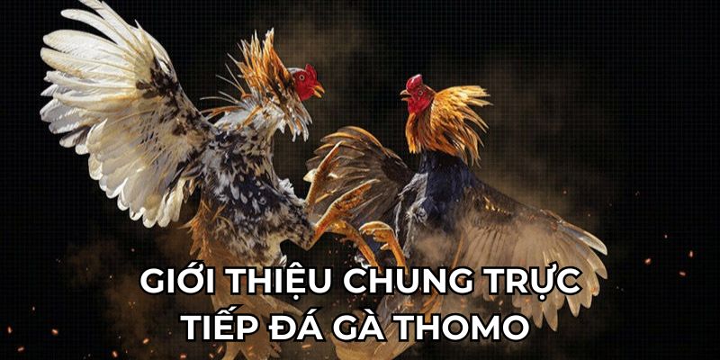 Trực tiếp đá gà Thomo sân chơi nổi bật tại OK365 